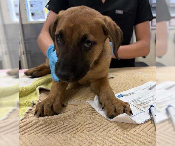 Medium Photo #1 Mutt Puppy For Sale in Riverside, CA, USA