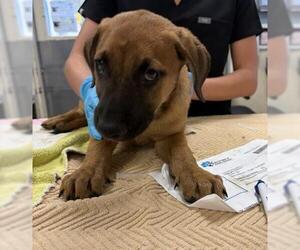 Mutt Dogs for adoption in Riverside, CA, USA