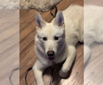 Small #4 Siberian Husky Mix