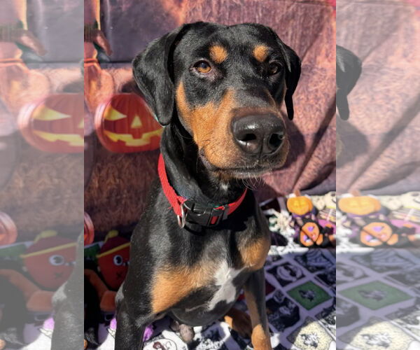 Medium Photo #5 Rotterman Puppy For Sale in Lake Elsinore, CA, USA