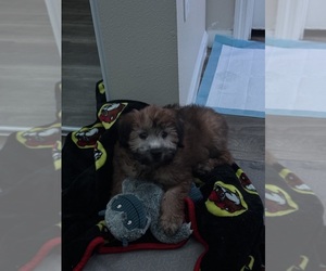 Soft Coated Wheaten Terrier Puppy for sale in SAN ANTONIO, TX, USA
