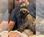Puppy Thor Cane Corso
