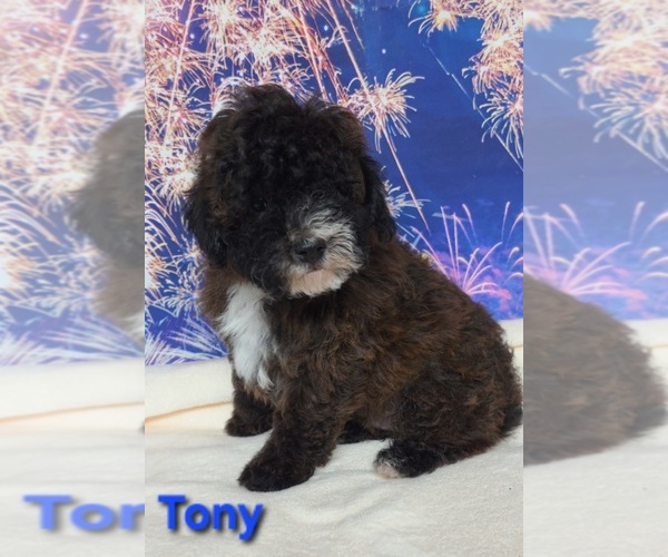 Medium Photo #1 Yorkipoo Puppy For Sale in AZLE, TX, USA