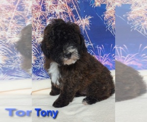 Yorkipoo Puppy for sale in AZLE, TX, USA
