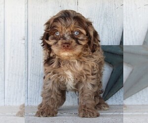 Cock-A-Poo Puppy for sale in FREDERICKSBURG, OH, USA
