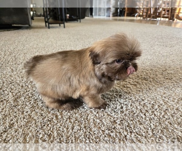 Medium Photo #6 Shih Tzu Puppy For Sale in CARLYLE, IL, USA
