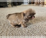 Small #5 Shih Tzu