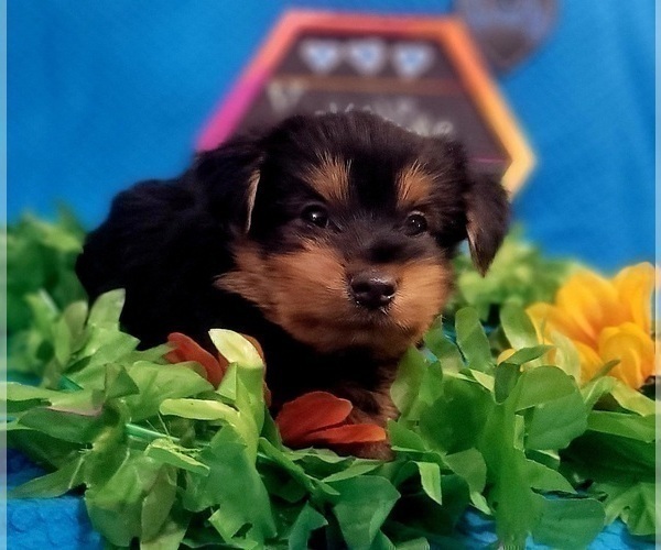 Medium Photo #27 Yorkshire Terrier Puppy For Sale in AKRON, OH, USA