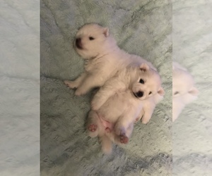 American Eskimo Dog Puppy for sale in EAST LANSING, MI, USA