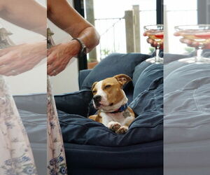 Darlin' - Female American Pit Bull Terrier-American Staffordshire Terrier Mix Dog for Adoption - Photo #4