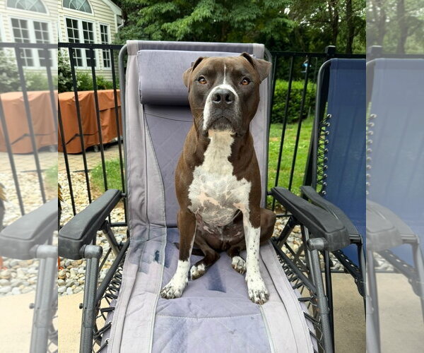 Medium Photo #4 Bullboxer Pit Puppy For Sale in Oakhurst, NJ, USA