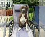 Small #3 Bullboxer Pit
