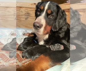 Mother of the Bernese Mountain Dog-Portuguese Water Dog Mix puppies born on 10/28/2021