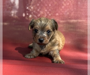 Poodle (Miniature)-YorkiePoo Mix Puppy for sale in LUTHERAN LAKE, IN, USA