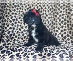 Small #3 Aussiedoodle Miniature 