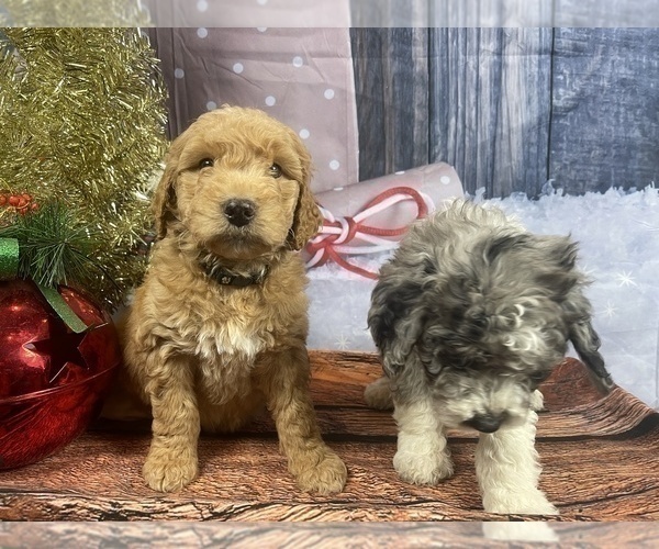 Medium Photo #3 Aussiedoodle Puppy For Sale in COMMERCE, MI, USA