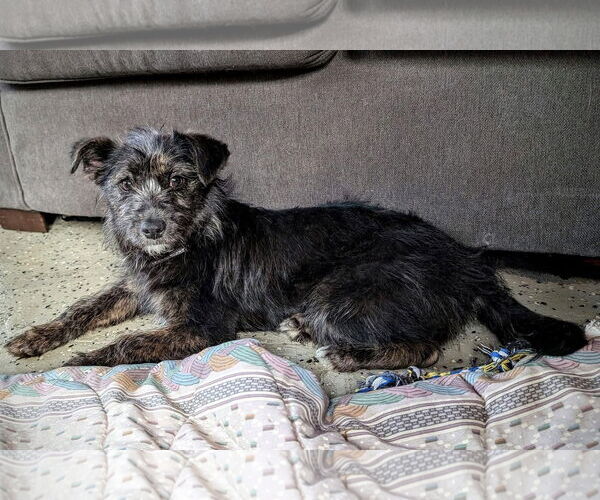 Medium Photo #2 Mutt Puppy For Sale in New London, WI, USA