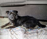 Small #1 Mutt