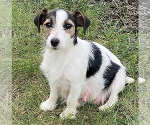 Mother of the Jack Russell Terrier puppies born on 02/11/2026