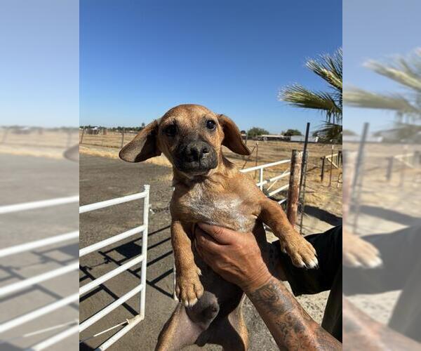 Medium Photo #1 Black Mouth Cur Puppy For Sale in Bakersfield, CA, USA