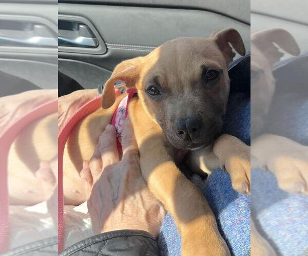 Medium Photo #5 Mutt Puppy For Sale in New York, NY, USA