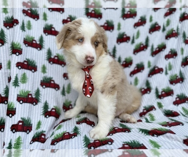 Medium Photo #6 Miniature Australian Shepherd Puppy For Sale in LAKELAND, FL, USA