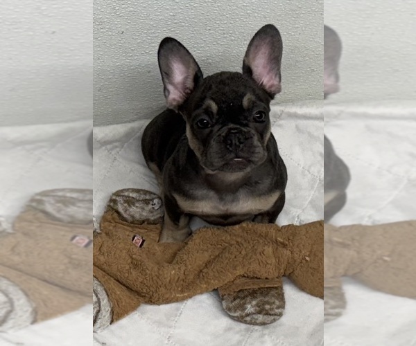 Medium Photo #6 French Bulldog Puppy For Sale in LAKE WALES, FL, USA