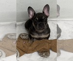Small Photo #13 French Bulldog Puppy For Sale in LAKE WALES, FL, USA