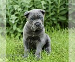 Small #2 Cane Corso