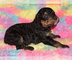 Labradoodle Puppy for sale in LA HABRA, CA, USA