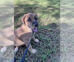 Small #3 Labrador Retriever Mix