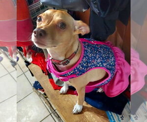 Chihuahua-Unknown Mix Dogs for adoption in Westmont, IL, USA