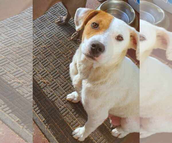 Medium Photo #2 Labrador Retriever-Unknown Mix Puppy For Sale in Anniston, AL, USA