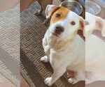 Small #1 Labrador Retriever Mix