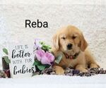 Small Photo #3 Golden Retriever Puppy For Sale in LOYAL, WI, USA