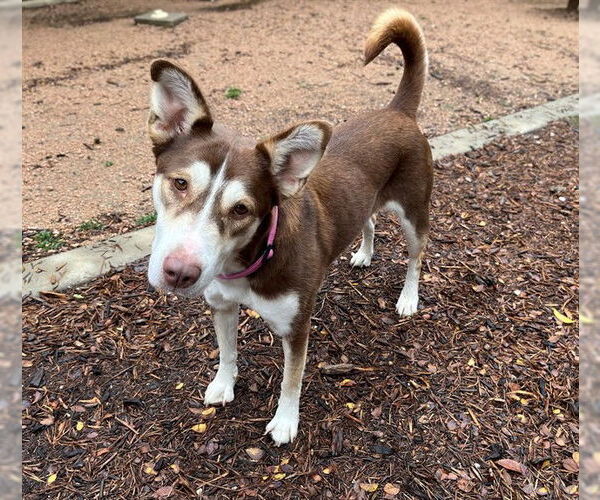 Medium Photo #2 Siberian Husky-Unknown Mix Puppy For Sale in Plano, TX, USA