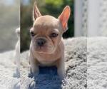 Small Photo #17 French Bulldog Puppy For Sale in BATON ROUGE, LA, USA