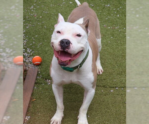 Medium Photo #6 American Pit Bull Terrier-Unknown Mix Puppy For Sale in Rockaway, NJ, USA