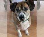 Small #1 Beagle Mix