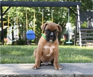 Boxer Puppy for sale in FREDERICKSBURG, OH, USA
