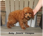 Small #1 Cavapoo