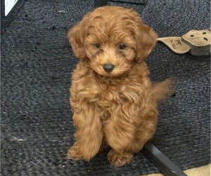 Maltipoo Puppy for Sale in ATLANTA, Georgia USA