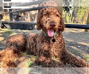 Father of the Labradoodle puppies born on 05/29/2025