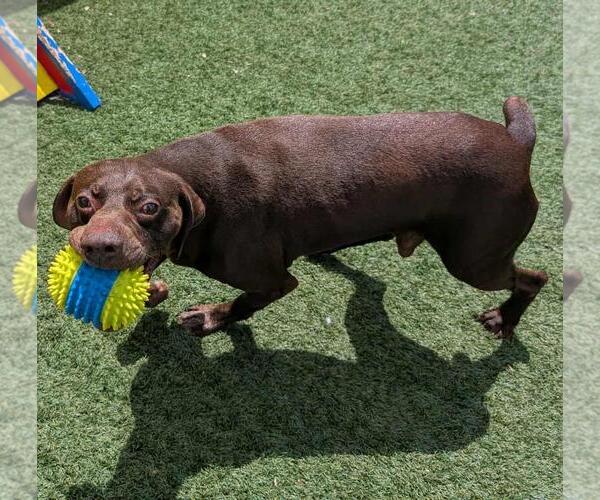 Medium Photo #6 Lab-Pointer Puppy For Sale in Rockwall, TX, USA