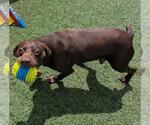 Small #5 Lab-Pointer