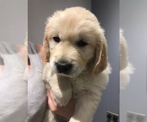 Golden Retriever Puppy for sale in LOS ANGELES, CA, USA