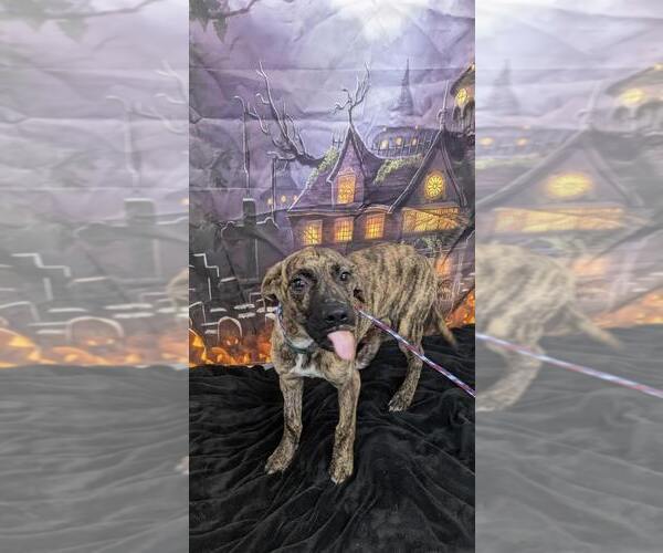 Medium Photo #3 Mutt Puppy For Sale in Evansville, IN, USA