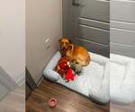Small #1 Labrador Retriever Mix