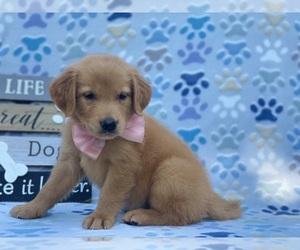 Golden Retriever Puppy for sale in LANCASTER, PA, USA