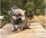 Small #3 Pomeranian